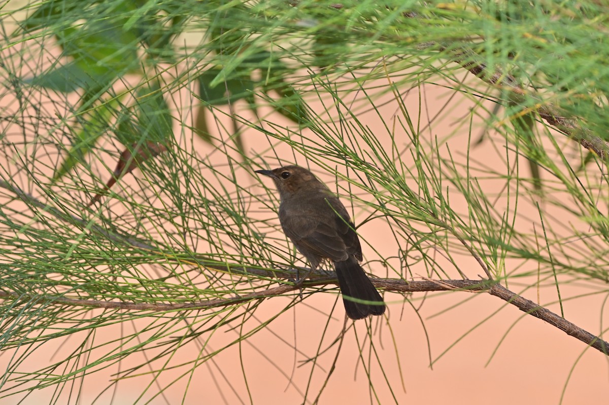 Indian Robin - ML640140757