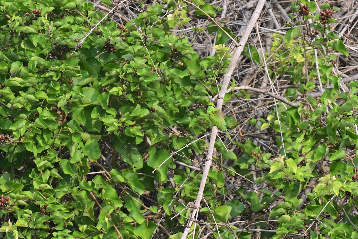 Asian Green Bee-eater - ML640140777