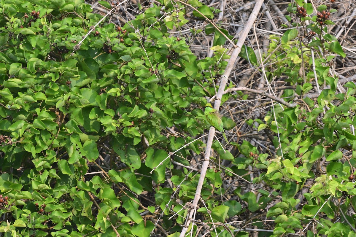 Asian Green Bee-eater - ML640140779