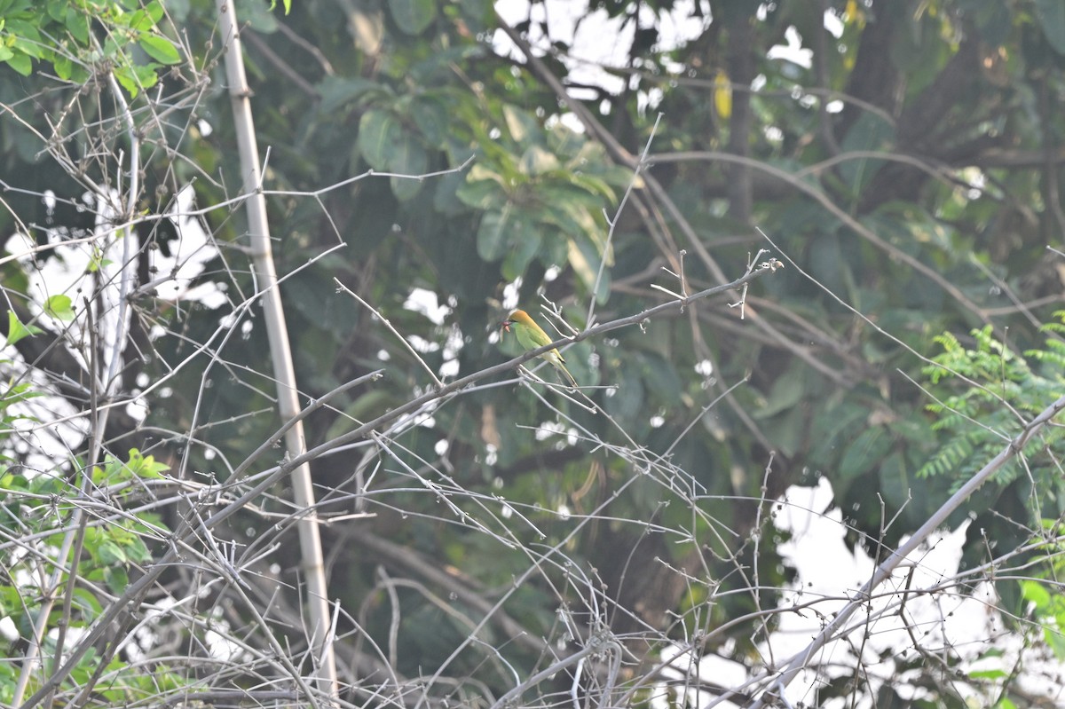 Asian Green Bee-eater - ML640140780