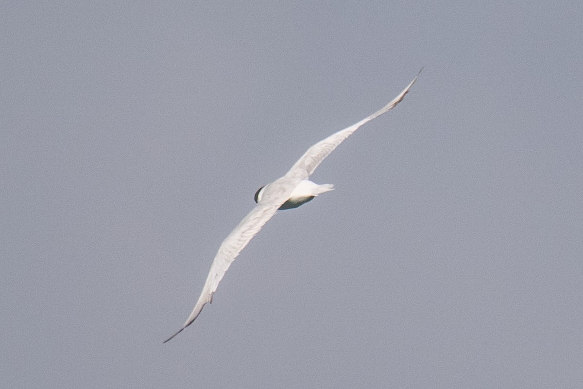 Forster's Tern - ML640140790