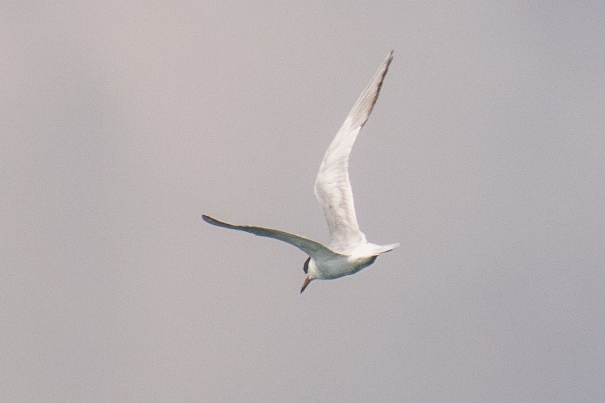 Forster's Tern - ML640140791