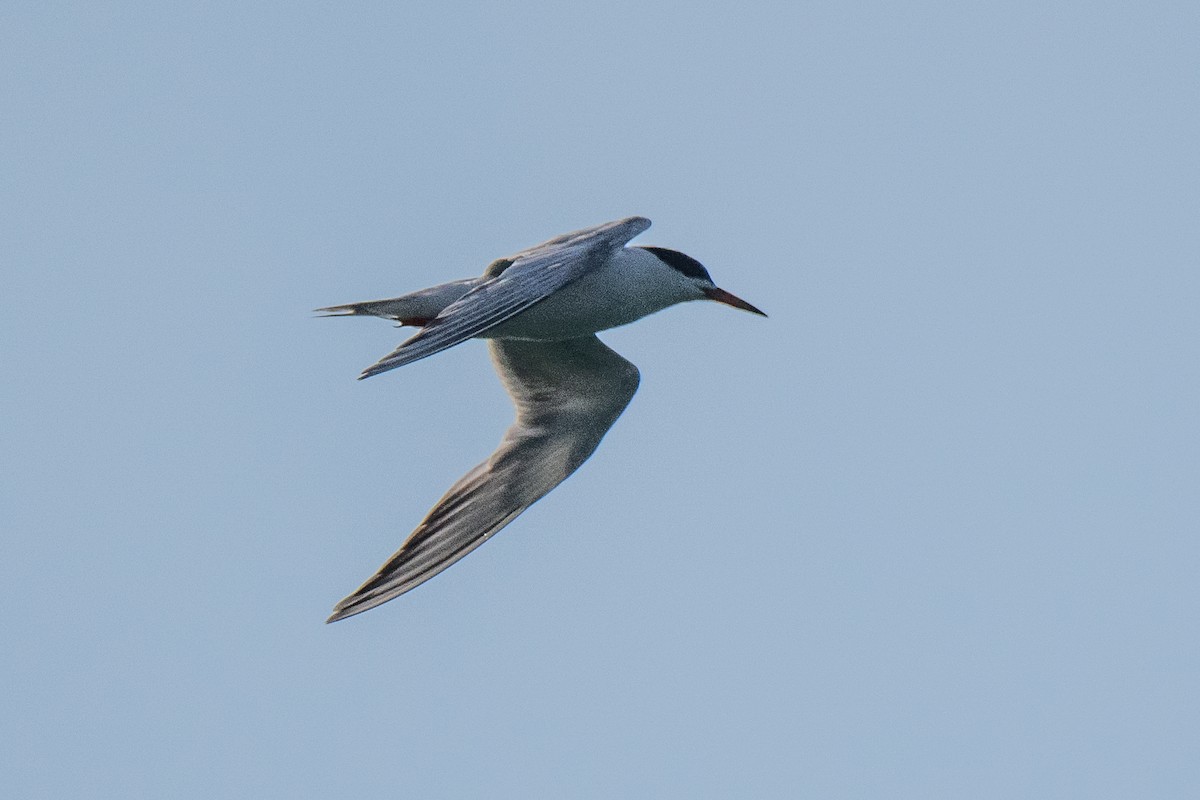 Forster's Tern - ML640140792