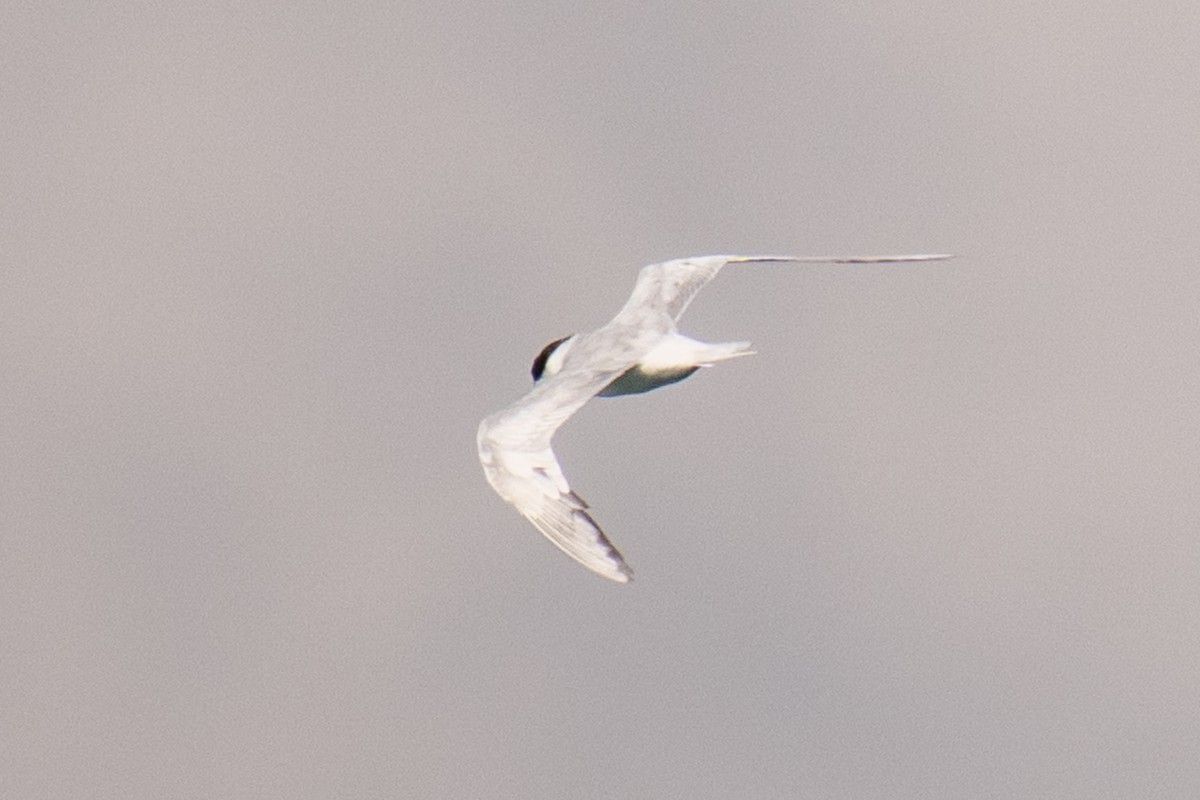 Forster's Tern - ML640140793