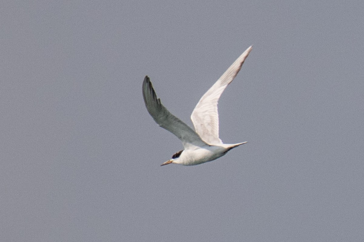 Forster's Tern - ML640140794