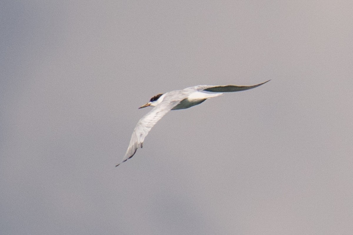 Forster's Tern - ML640140795