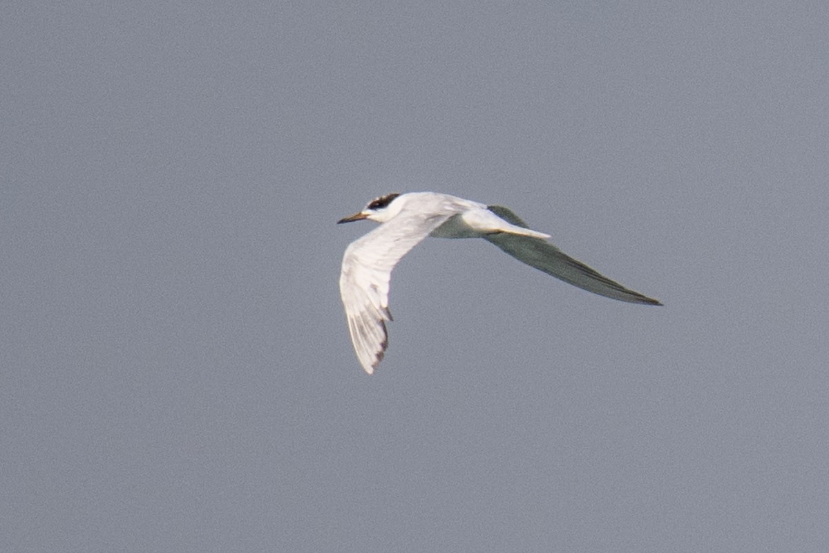 Forster's Tern - ML640140796