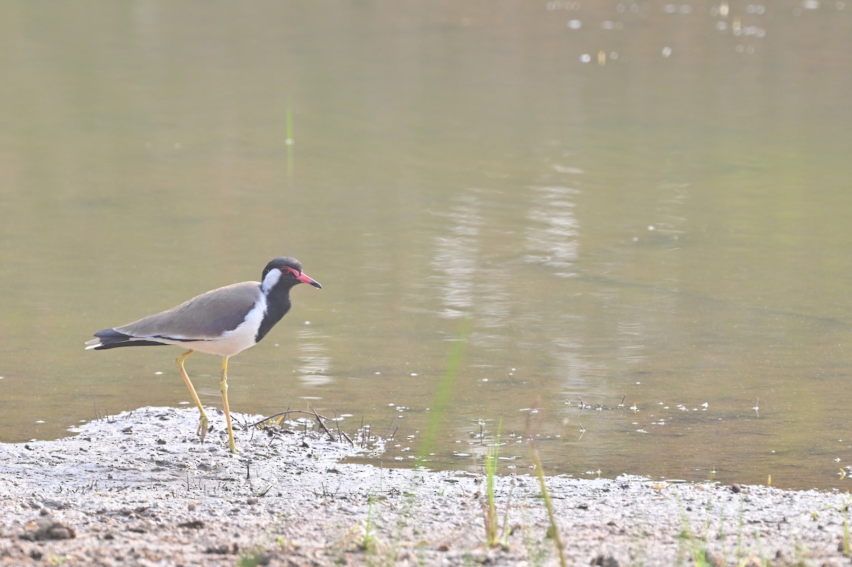 Red-wattled Lapwing - ML640140798