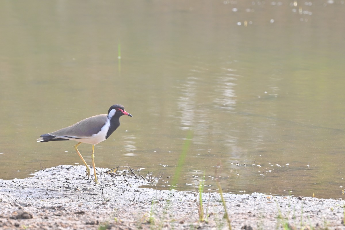 Red-wattled Lapwing - ML640140799