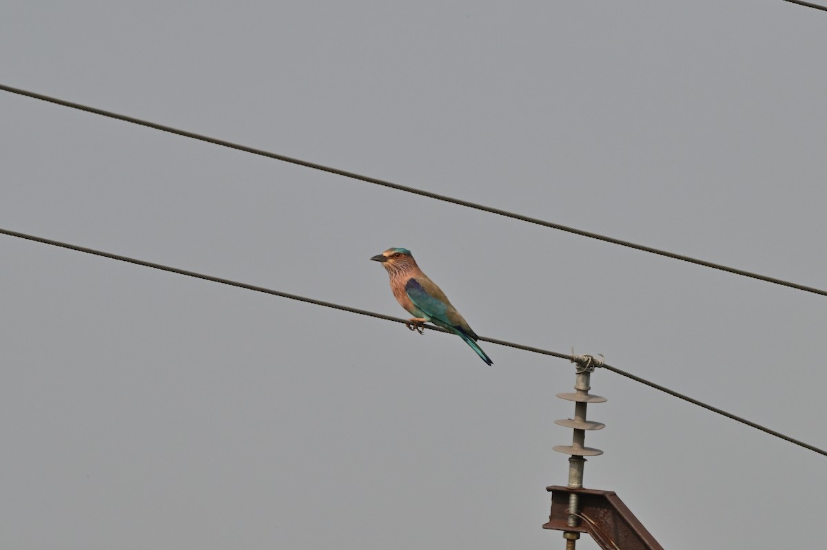 Indian Roller - ML640140815