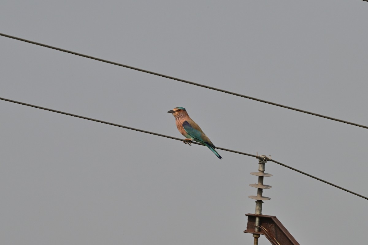Indian Roller - ML640140816