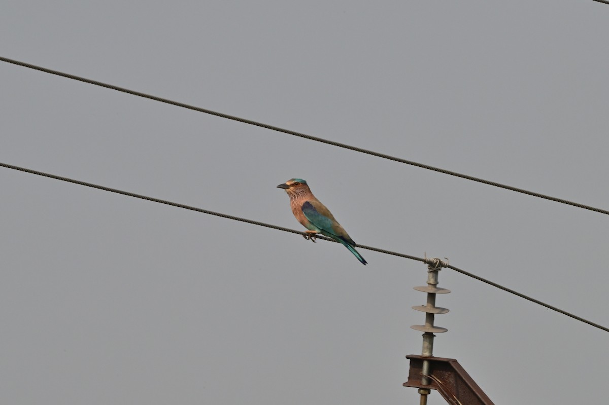Indian Roller - ML640140817