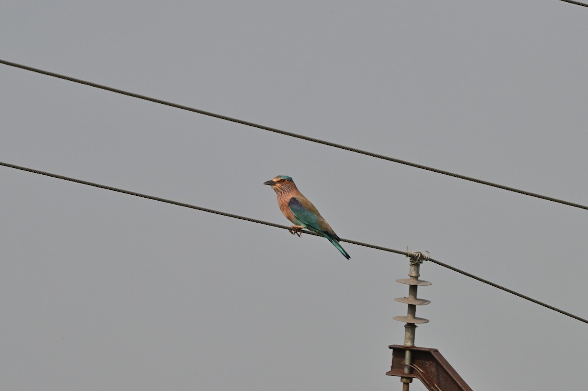 Indian Roller - ML640140818