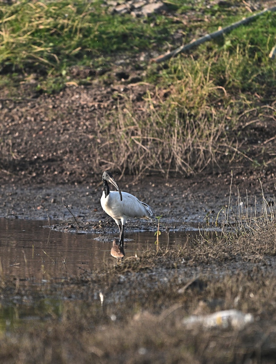 orientibis - ML640140852