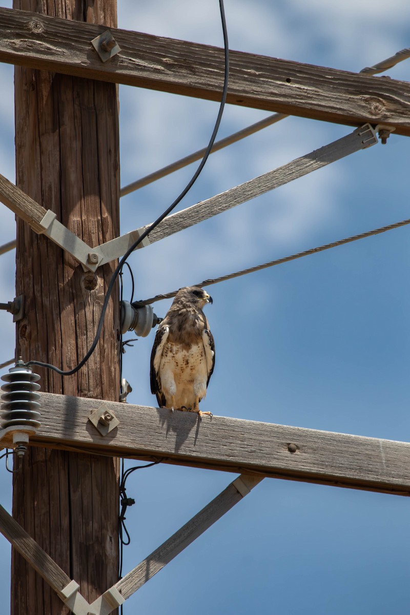 Swainson's Hawk - ML640140897