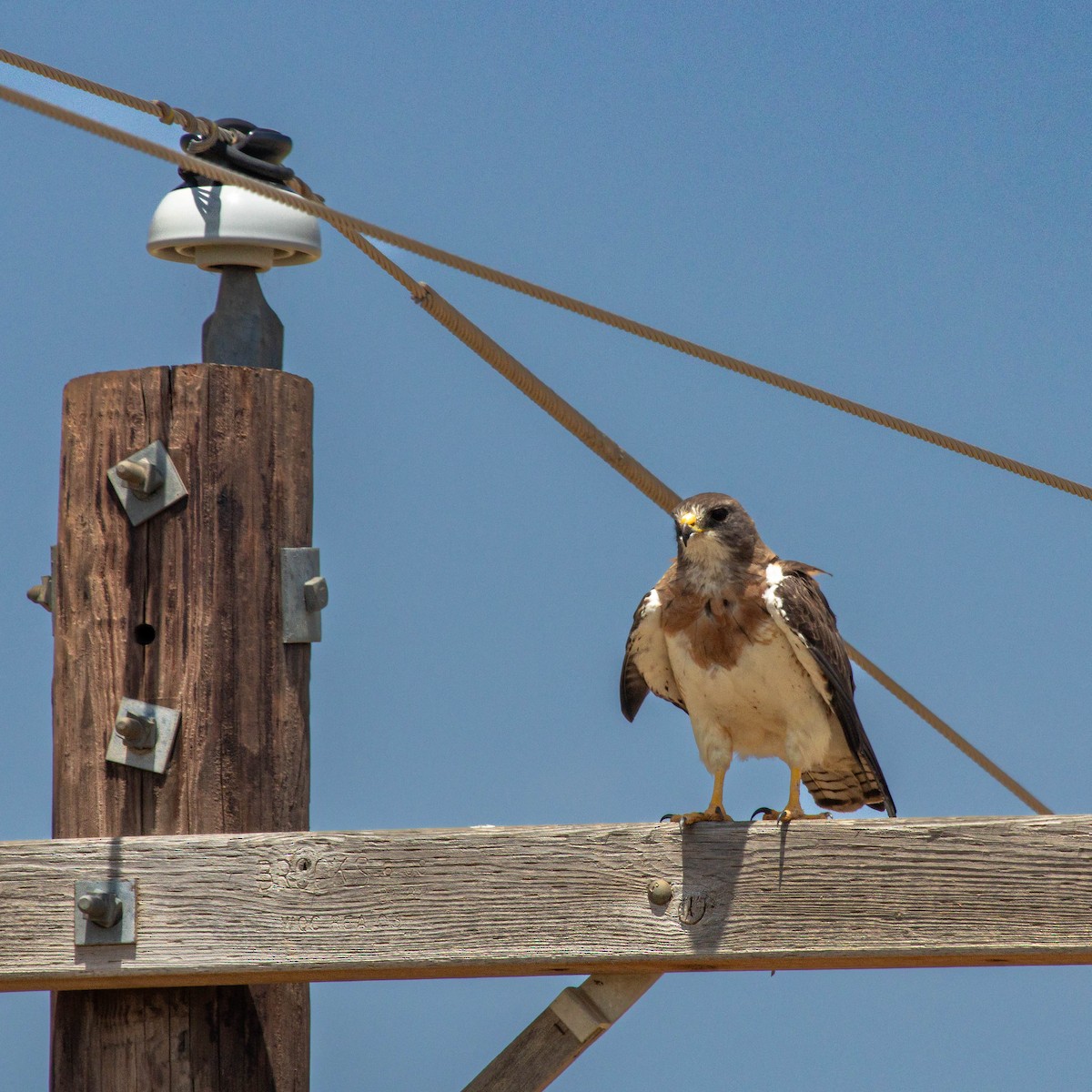 Swainson's Hawk - ML640140898