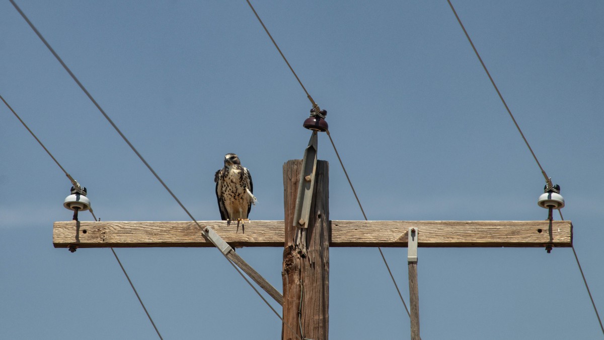 Swainson's Hawk - ML640140899