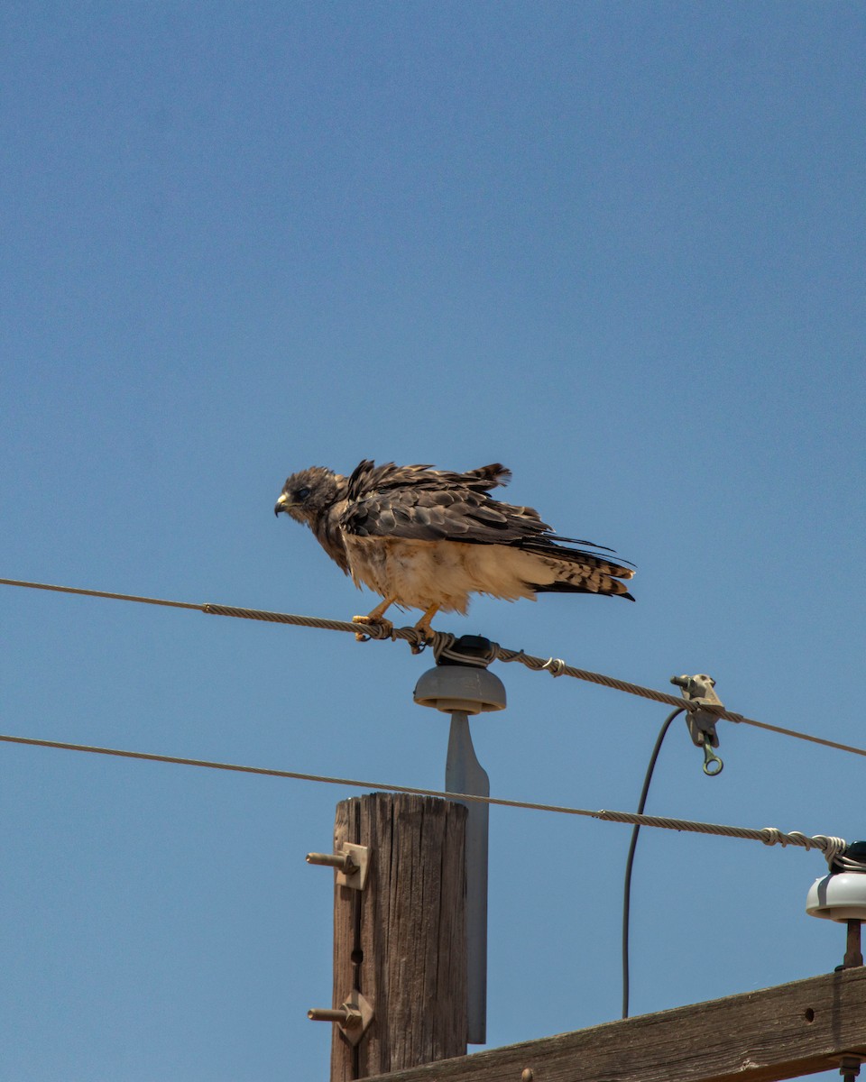Swainson's Hawk - ML640140900
