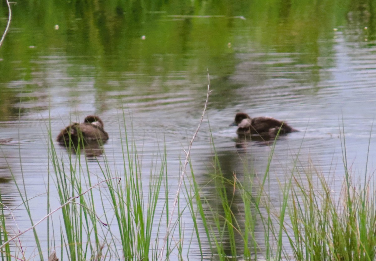 Bufflehead - ML640140978