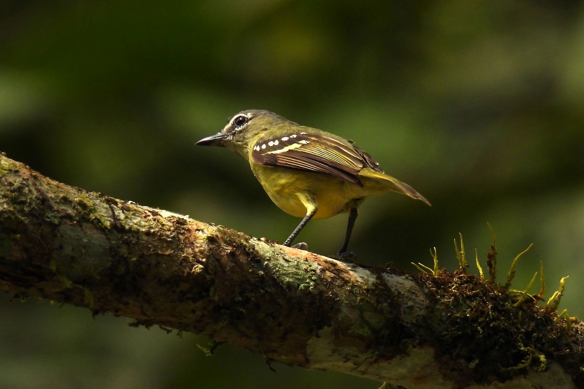 White-lored Tyrannulet - ML640140992