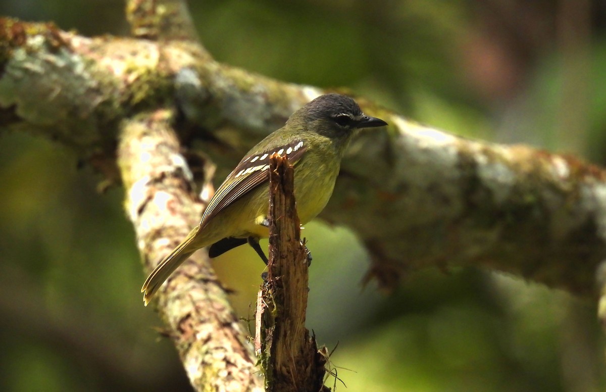White-lored Tyrannulet - ML640140993