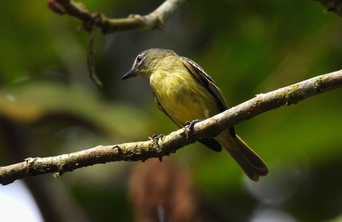 White-lored Tyrannulet - ML640140994