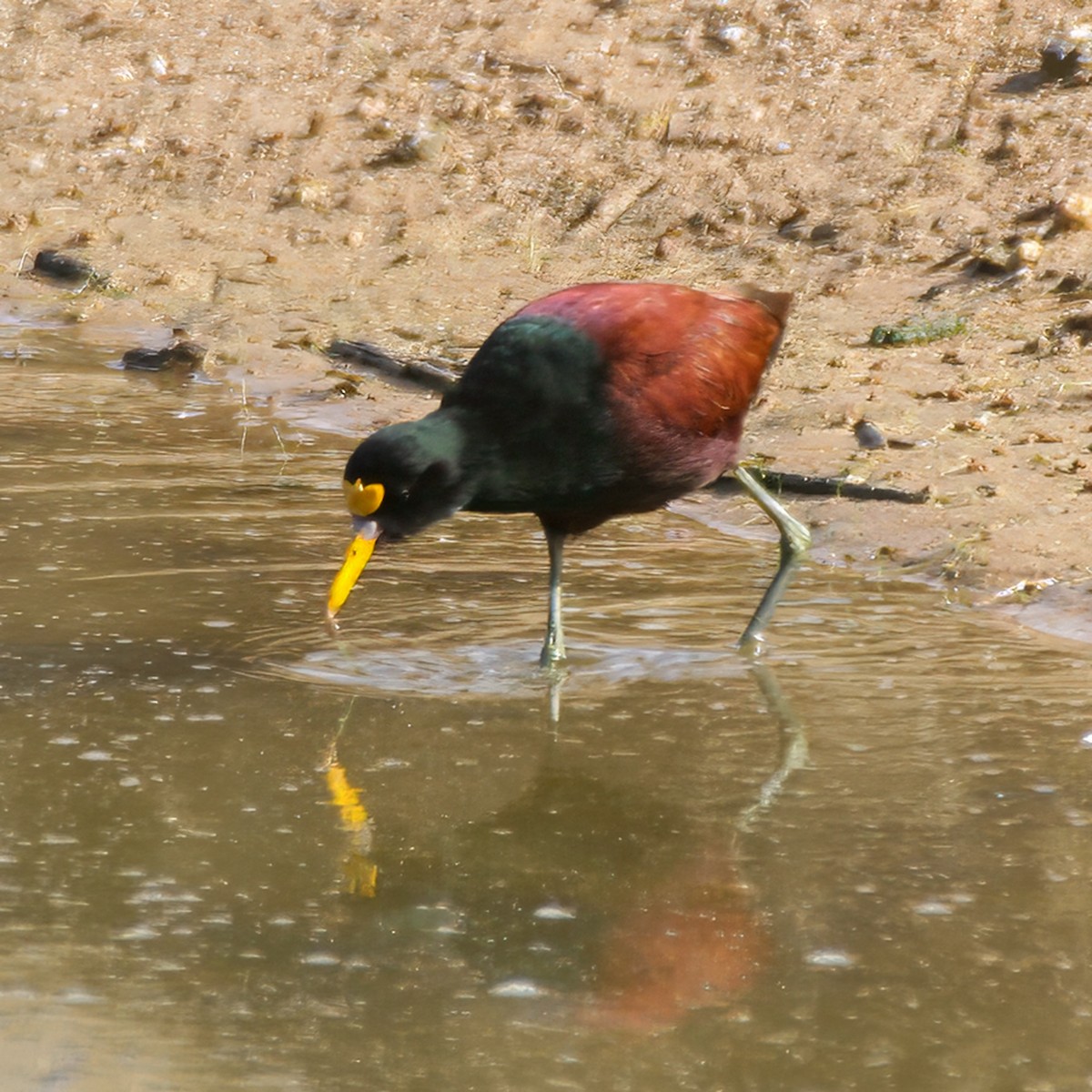 Northern Jacana - ML640141144