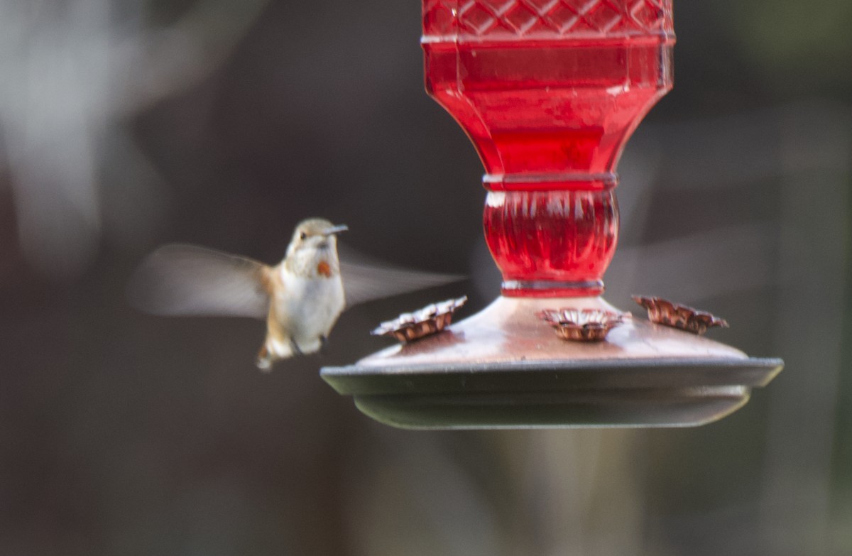 Colibrí Rufo - ML640141166