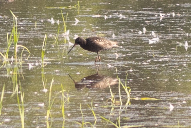 Spotted Redshank - ML640141181