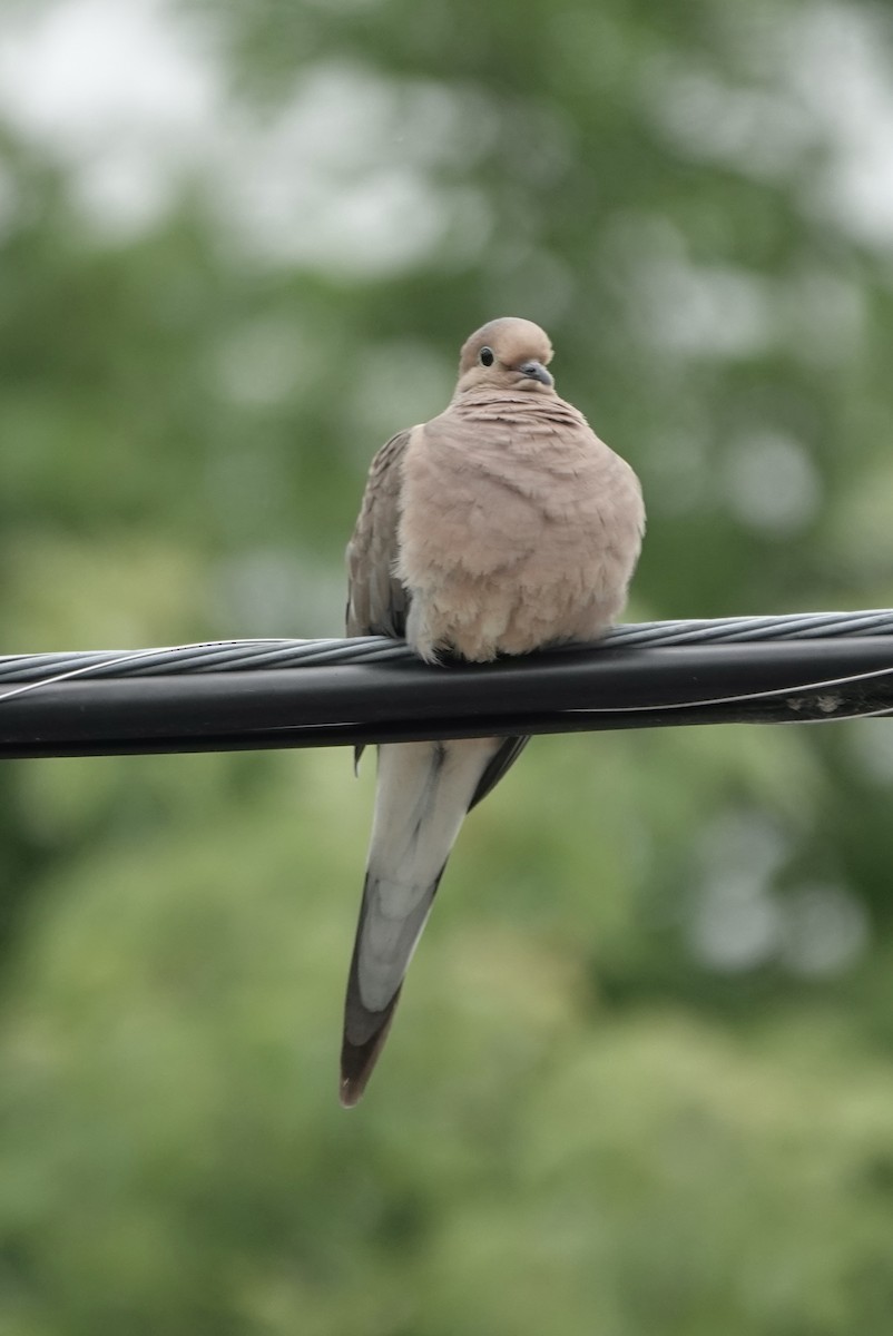 Mourning Dove - ML640141231