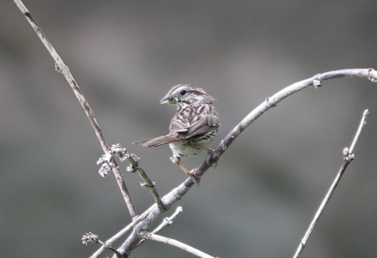 Song Sparrow - ML640141243