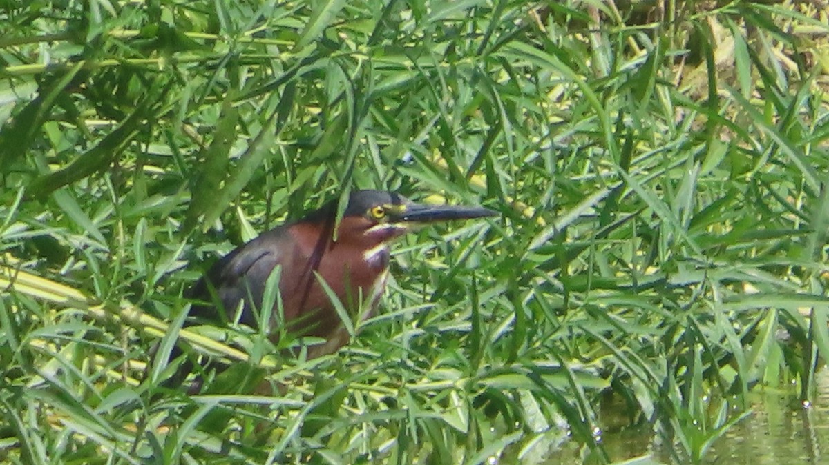 Green Heron - ML640141256