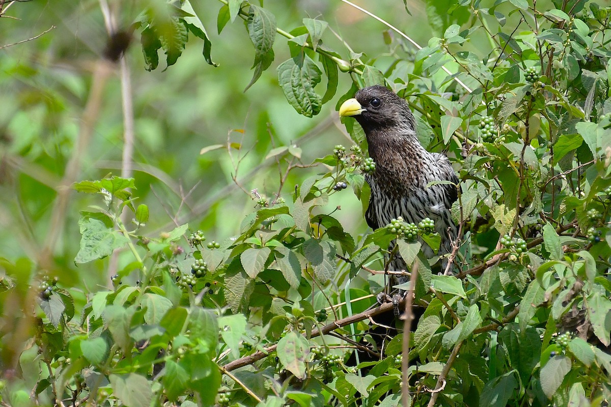 Western Plantain-eater - ML640141294