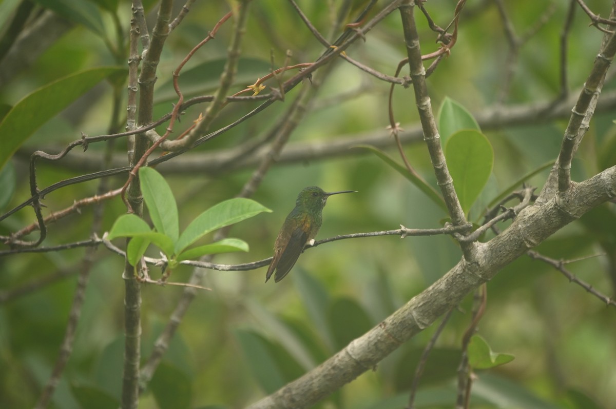 Copper-tailed Hummingbird - ML640141336