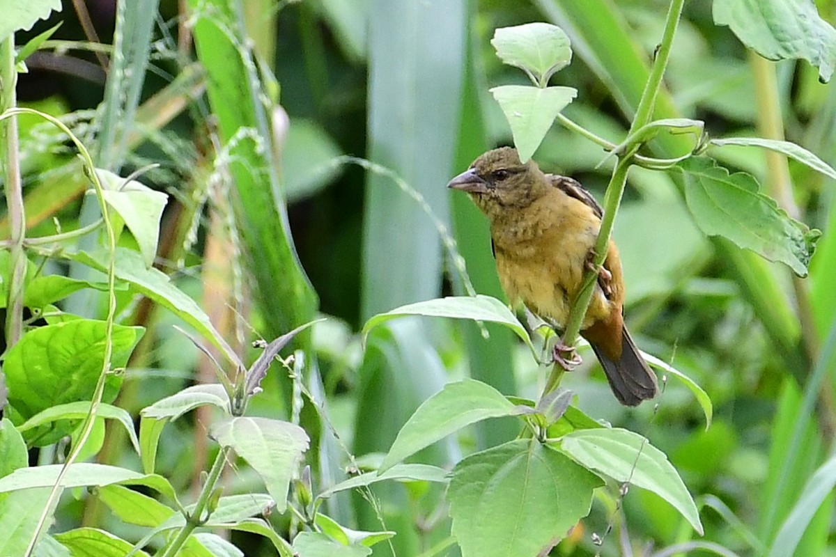 Chestnut-and-black Weaver - ML640141338