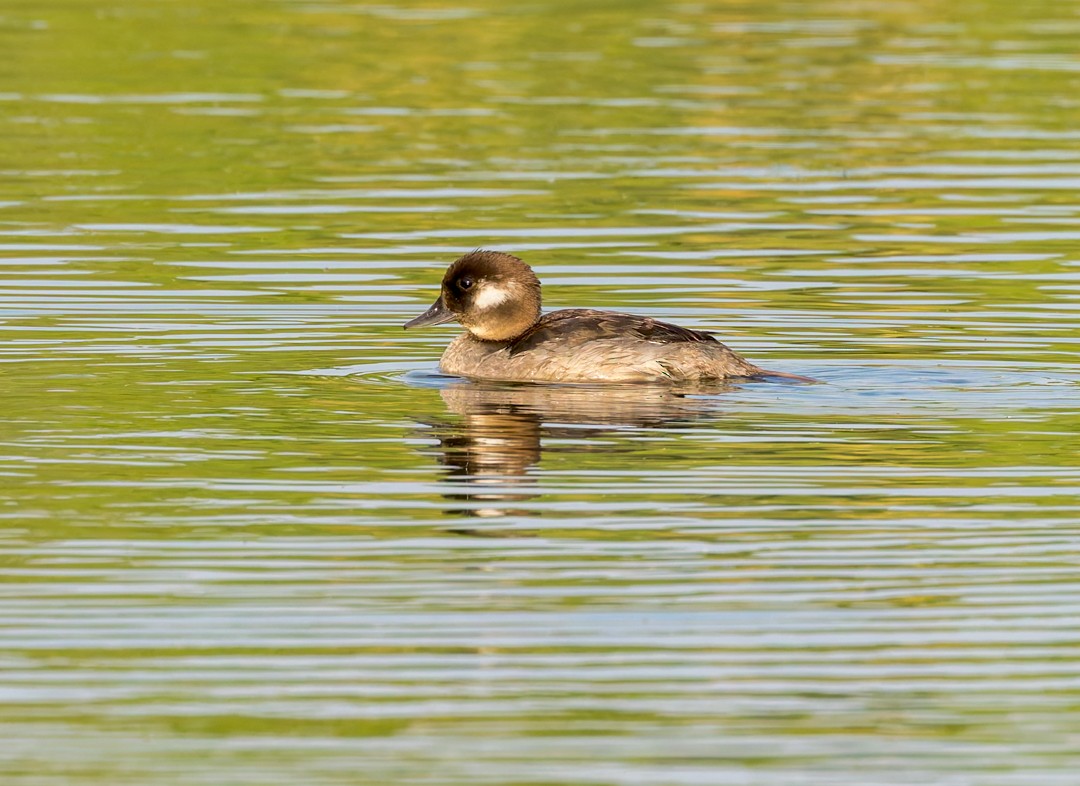 Bufflehead - ML640141354