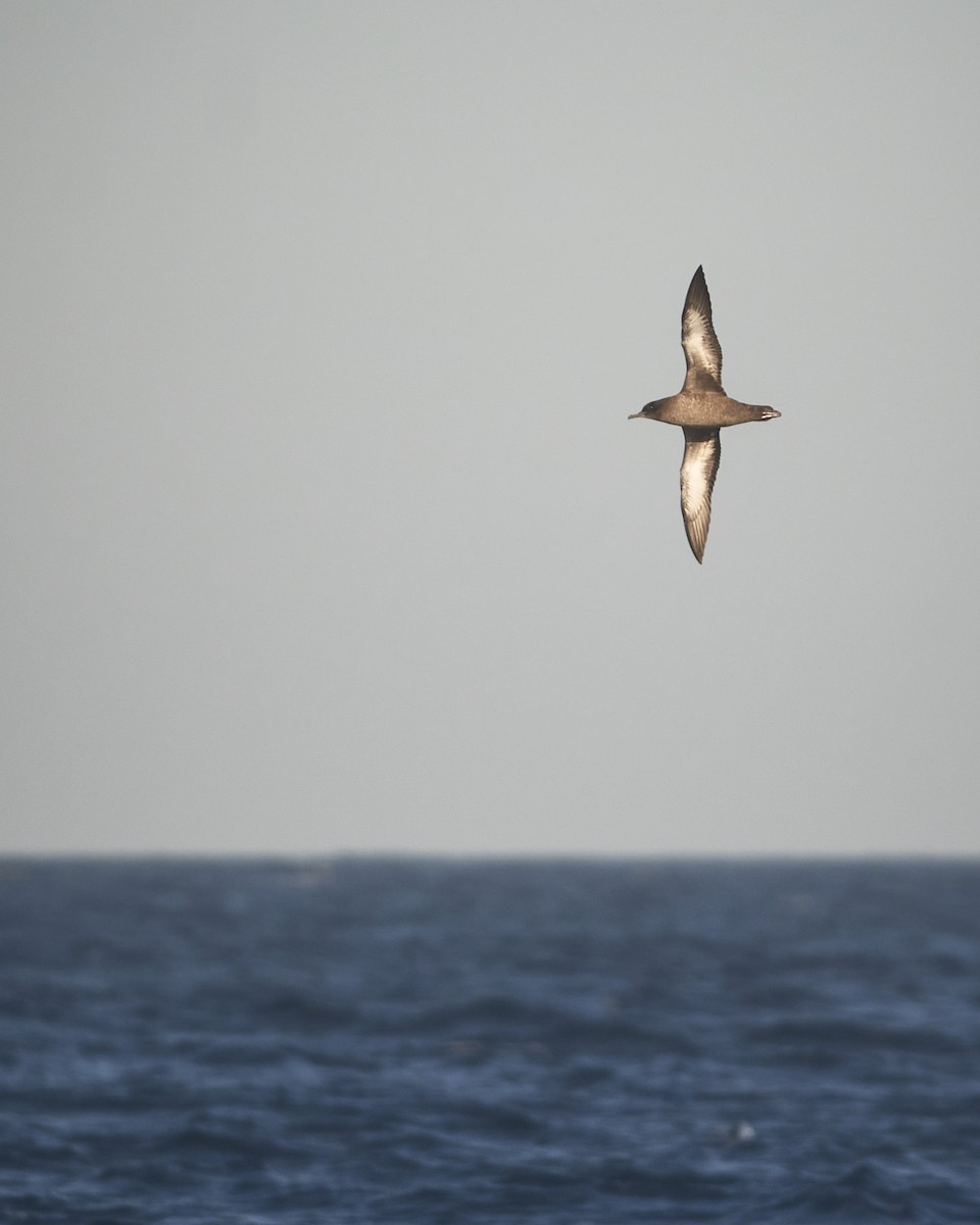Sooty Shearwater - ML640141382