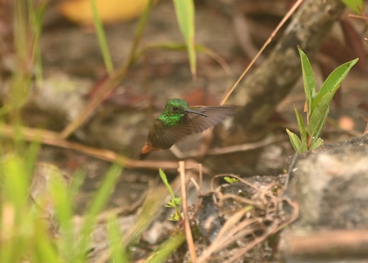 Copper-tailed Hummingbird - ML640141391