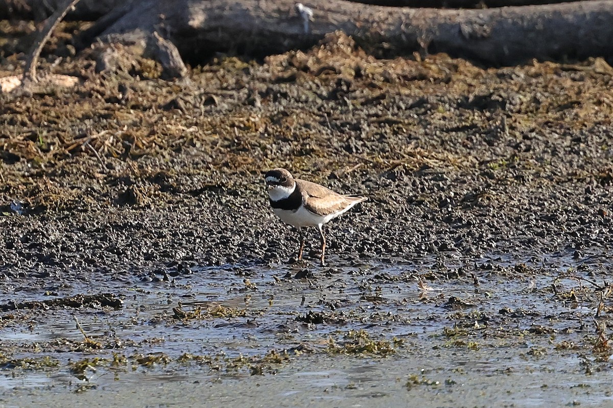 Semipalmated Plover - ML640141452