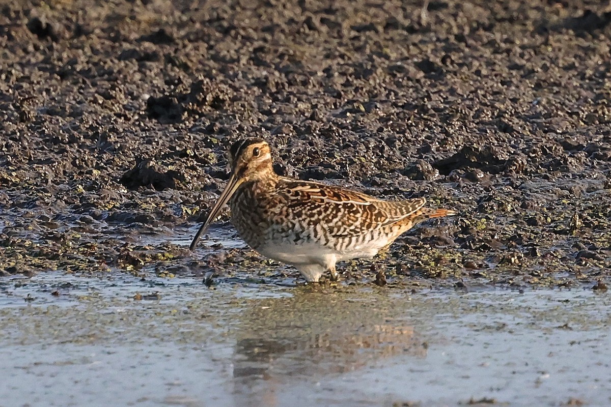 Wilson's Snipe - ML640141487