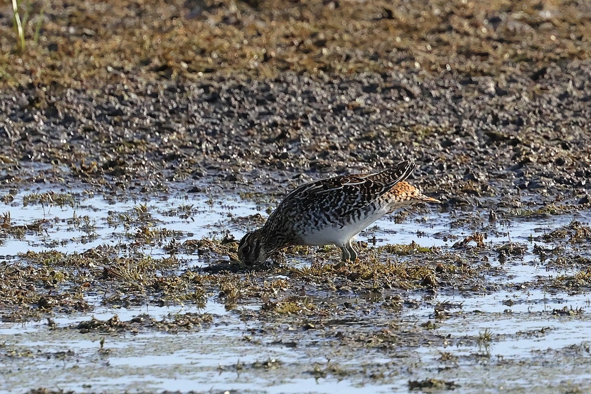 Wilson's Snipe - ML640141488