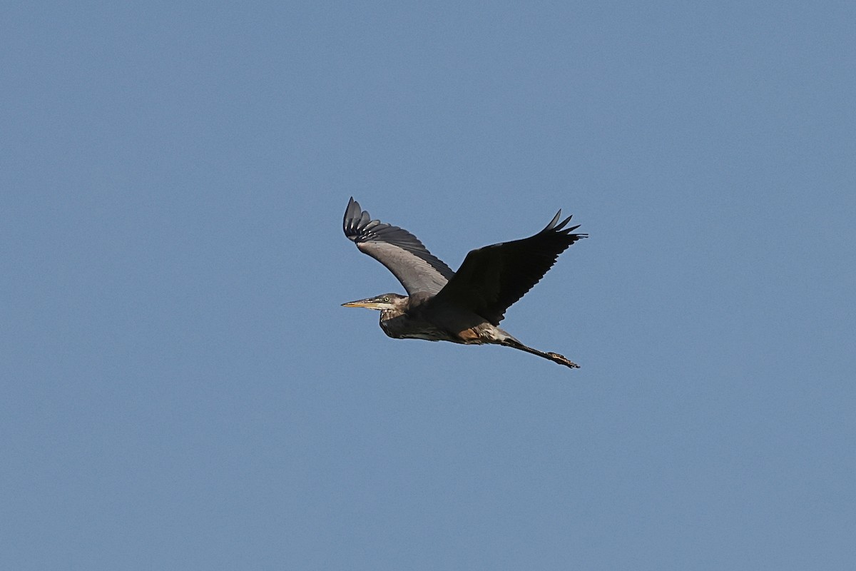 Great Blue Heron - ML640141554