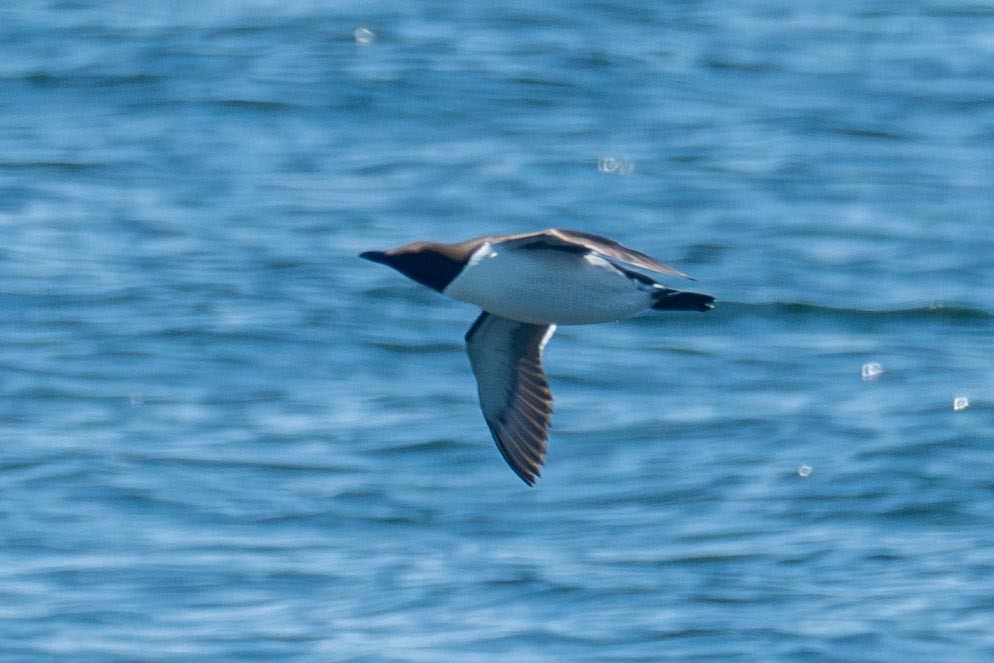 Common Murre - ML640141567