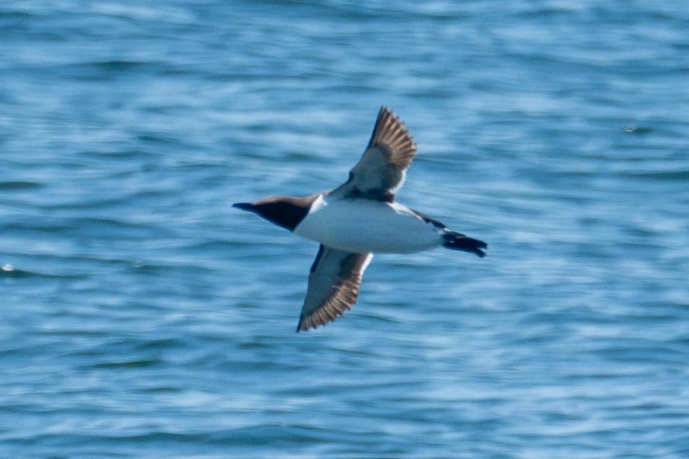 Common Murre - ML640141568