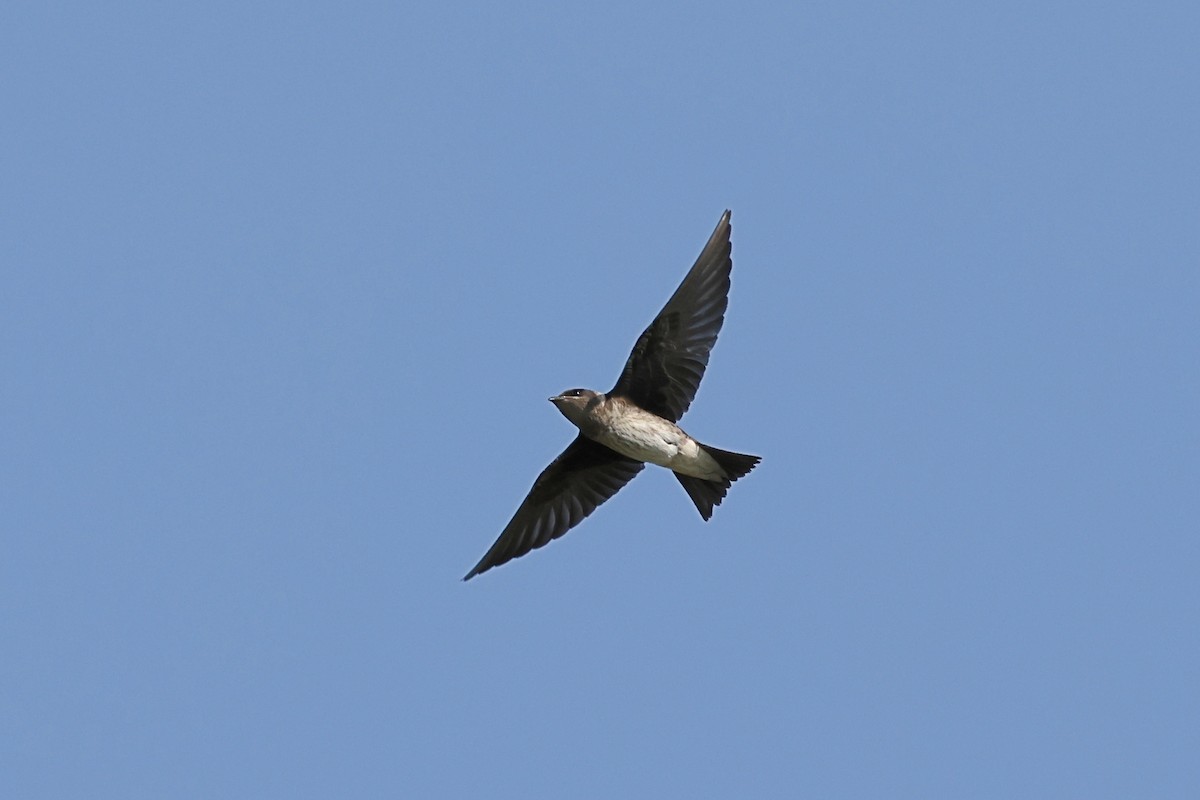 Purple Martin - ML640141585