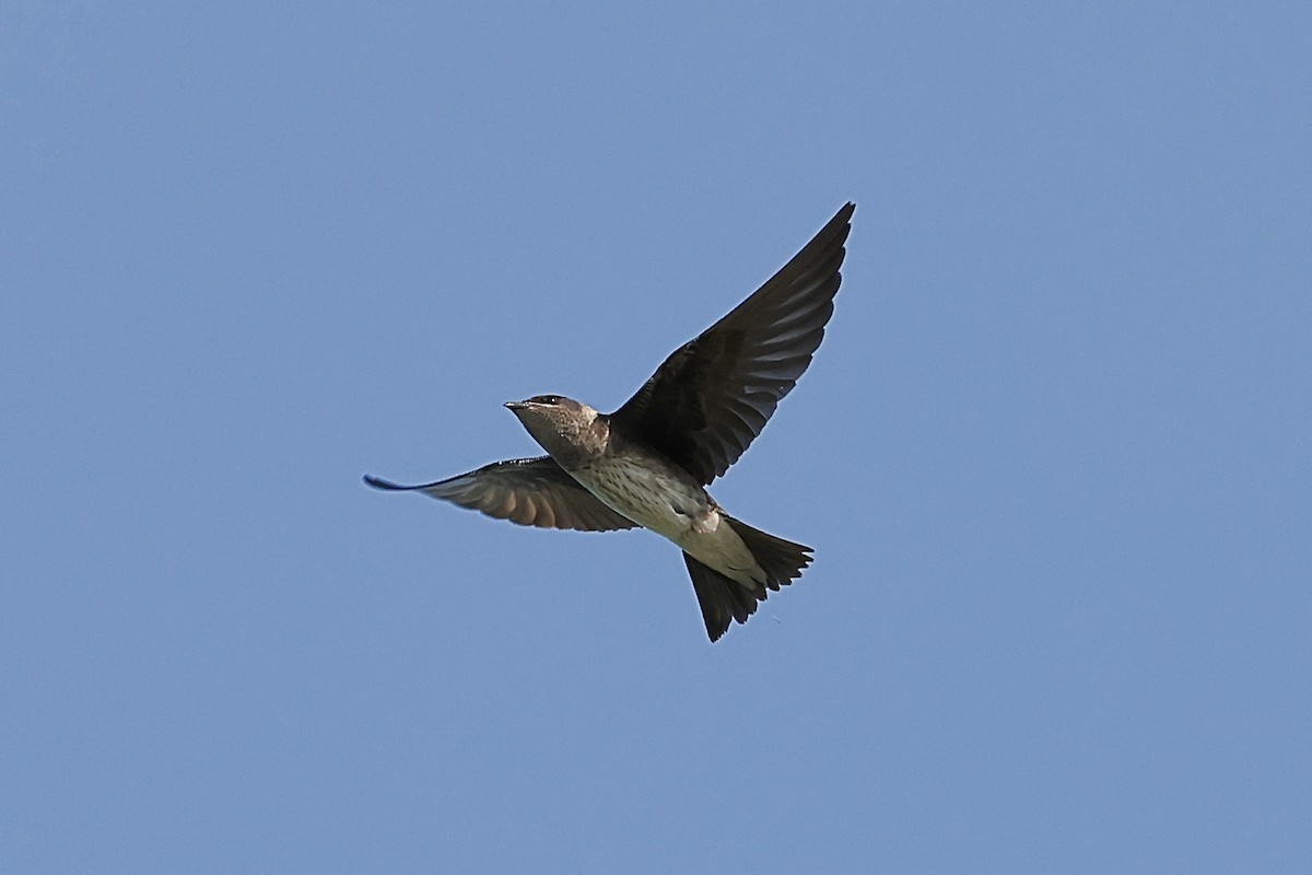 Purple Martin - ML640141586