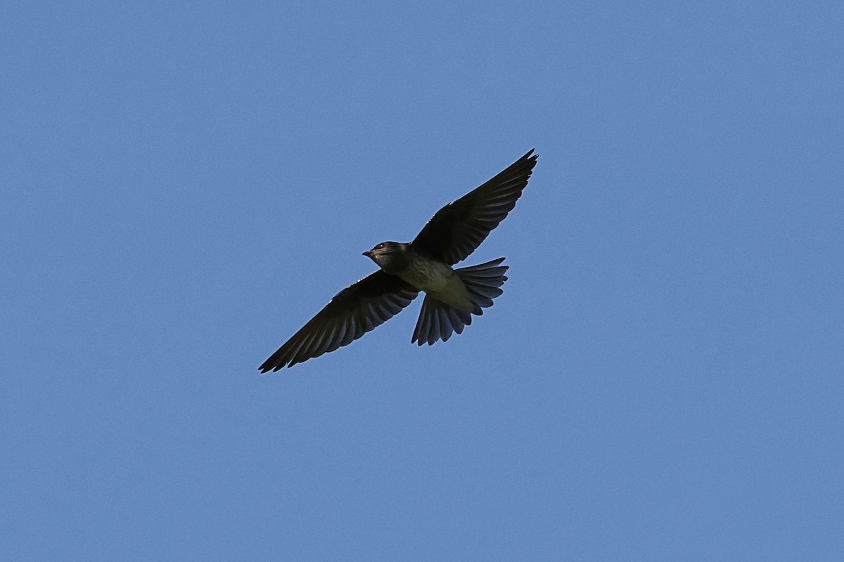 Purple Martin - ML640141587