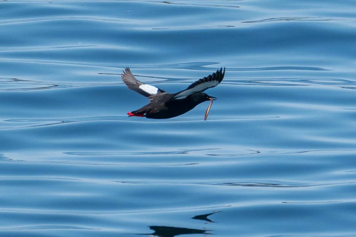 Black Guillemot - ML640141592