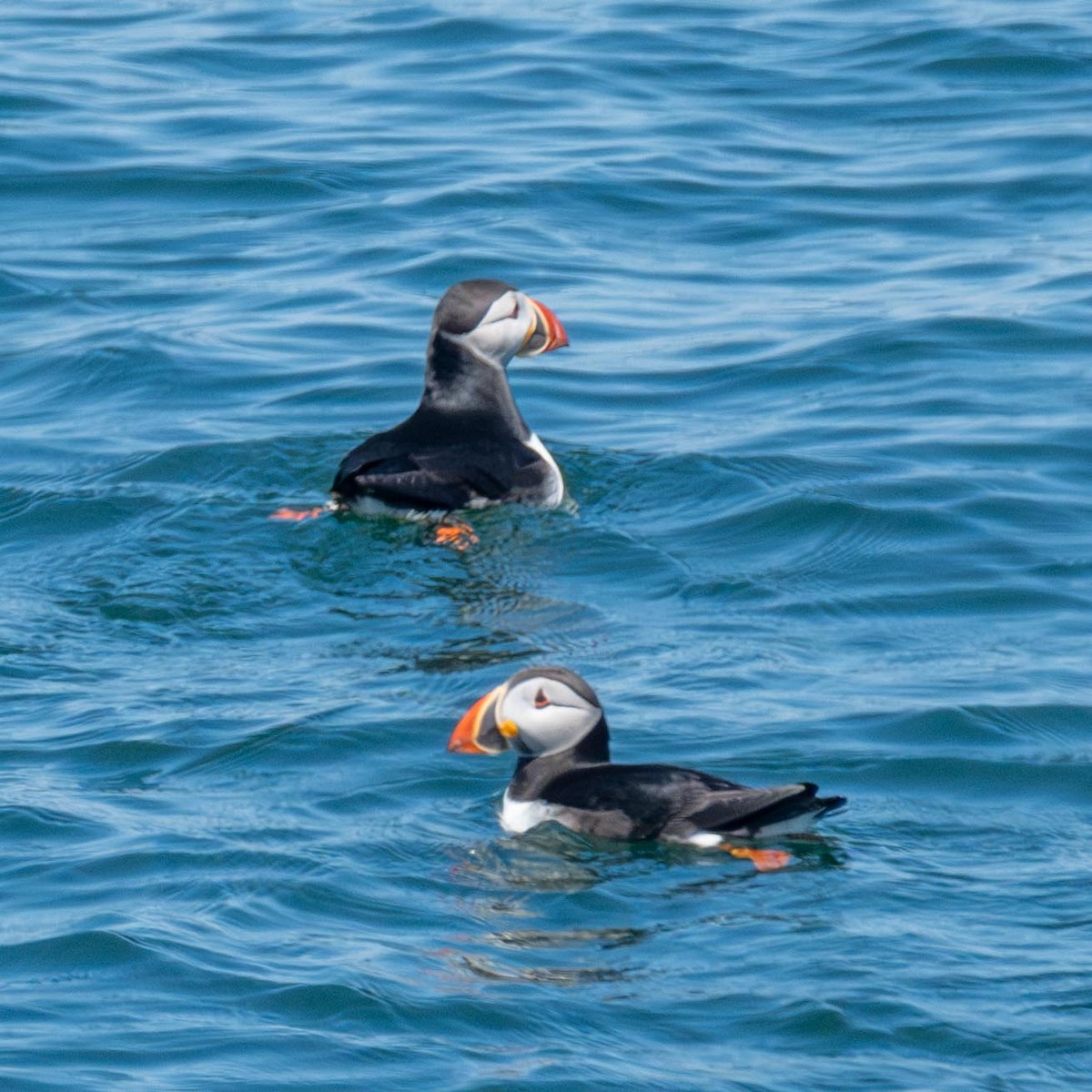 Atlantic Puffin - ML640141607