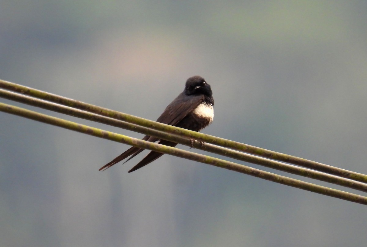 Golondrina Fajiblanca - ML640141612